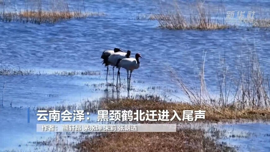cc彩资料图,台名嘴：两岸若爆发战争台湾必输,决策资料解释落实_测试版V2.85